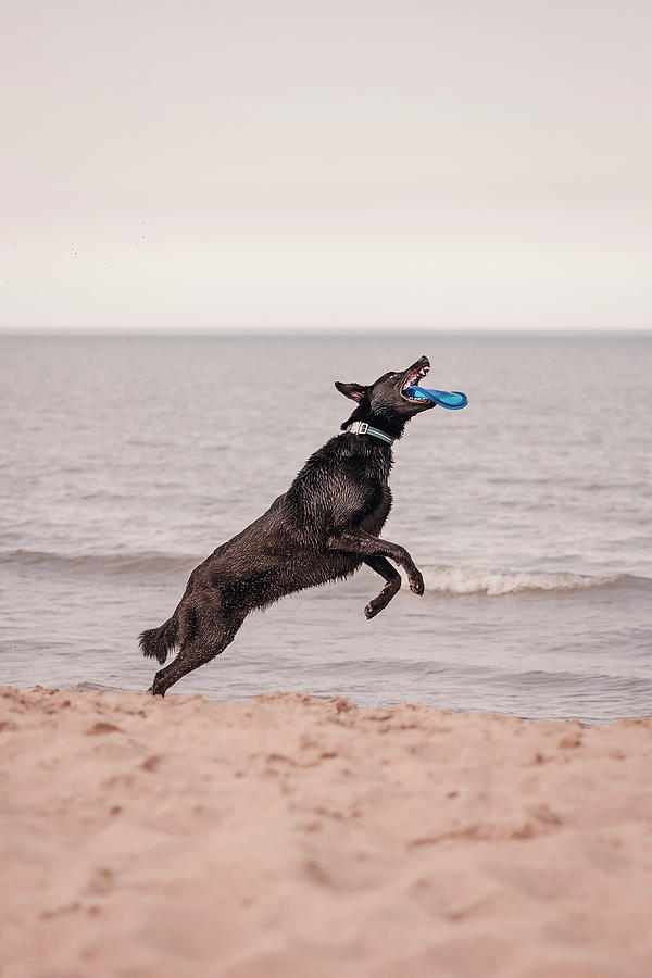 Dog with frisbee #3 Photograph by Peter Lakomy