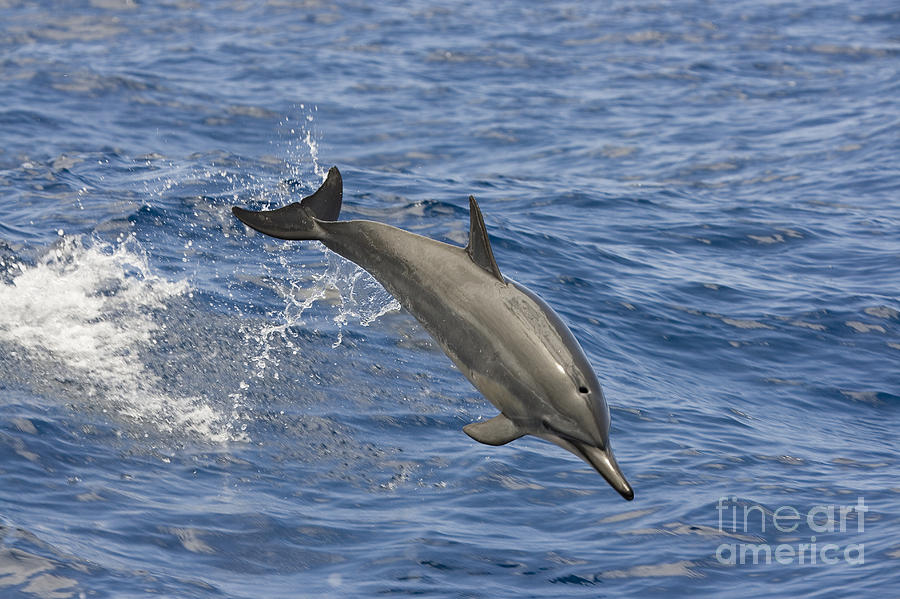 Dolphins Leaping #3 Photograph by Dave Fleetham - Printscapes