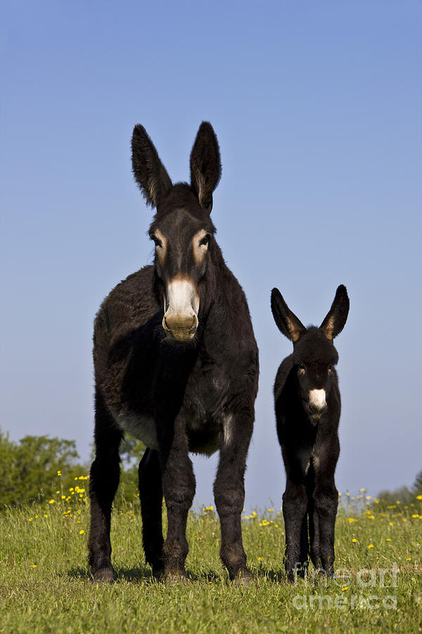 Donkey Photograph - Donkey And Foal #3 by Jean-Louis Klein & Marie-Luce Hubert