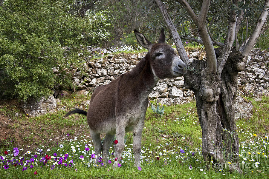 Donkey Photograph - Donkey In Greek Meadow #3 by Jean-Louis Klein & Marie-Luce Hubert