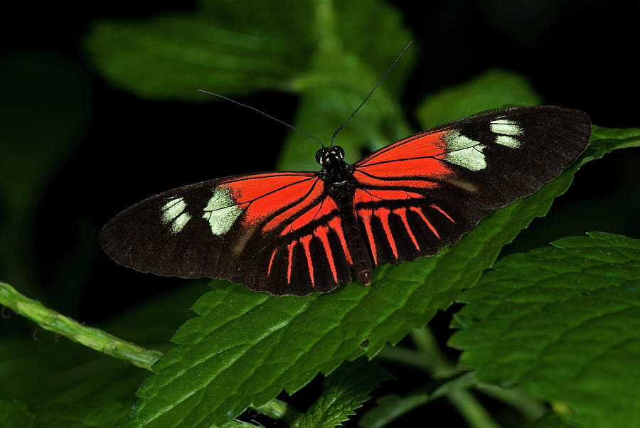 Doris Longwing Butterfly #3 Photograph by JT Lewis