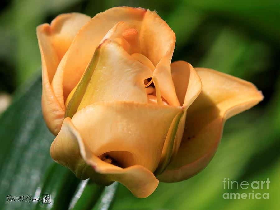 Double Asiatic Lily named Apricot Fudge #2 Photograph by J McCombie