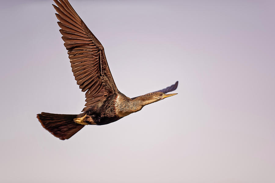 Double Crested Cormorant #3 Photograph by Peter Lakomy