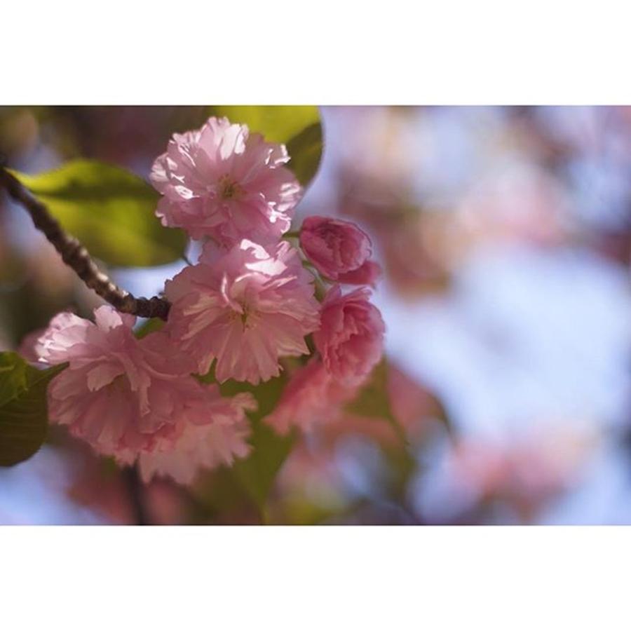 Spring Photograph - Double-flowered Cherry #3 by Yuka Uemura