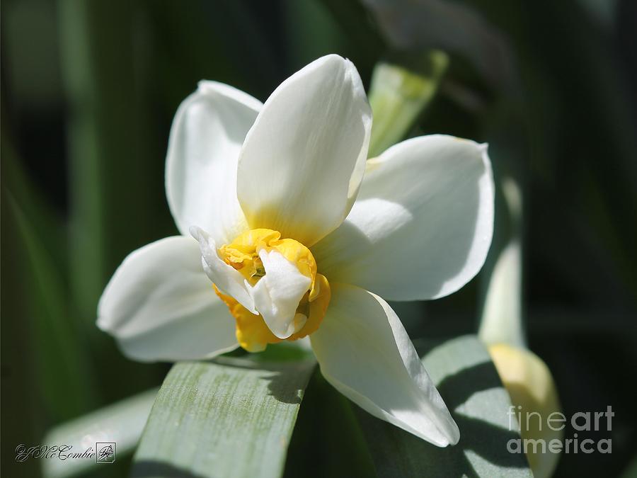 Double Gardenia Daffodil named Cheerfulness #4 Photograph by J McCombie