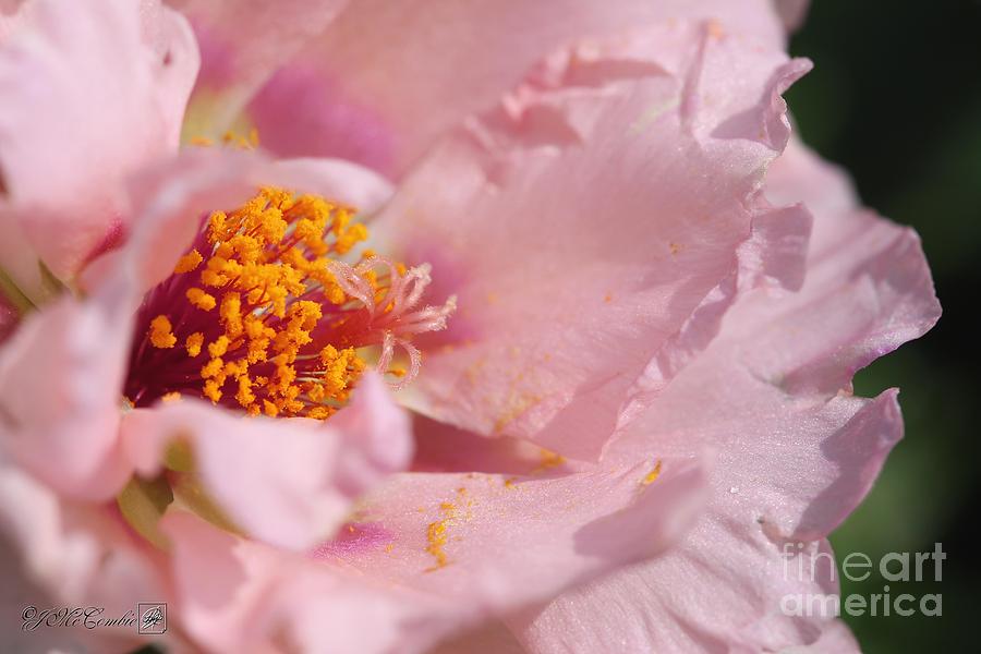 Double Portulaca in Warm Dusty Rose Pink #3 Photograph by J McCombie