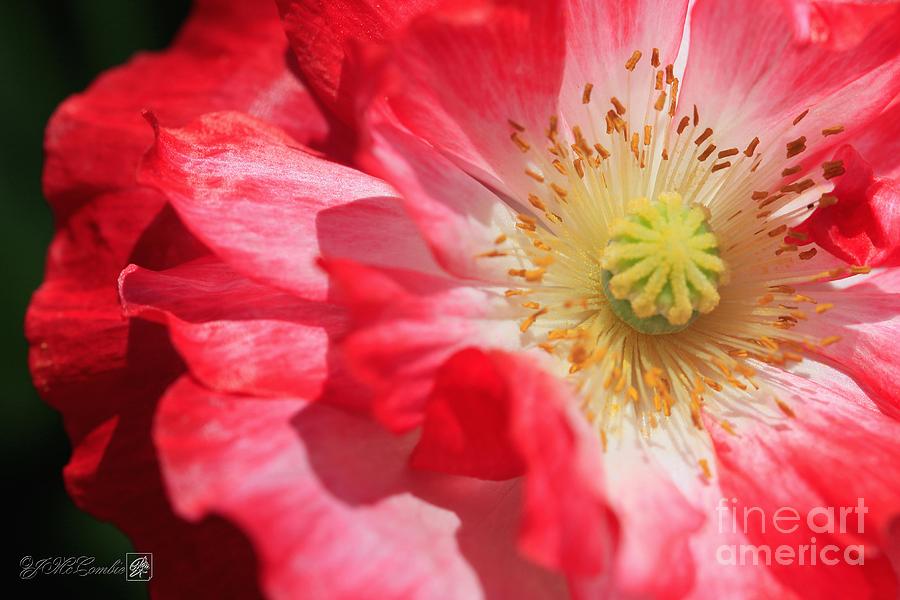 Double Red and White Poppy from the Garden Gnome Mix #3 Photograph by J McCombie