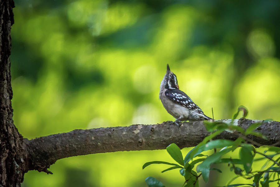 Downy Woodpecker In The Wild #3 Photograph by Alex Grichenko