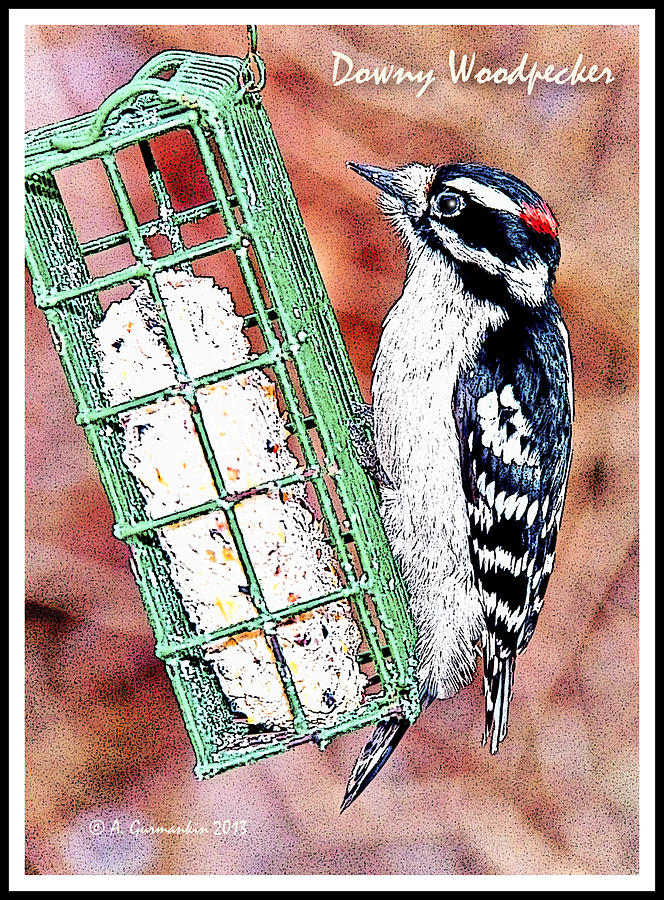Downy Woodpecker, Male, Poster Image #3 Photograph by A Macarthur Gurmankin