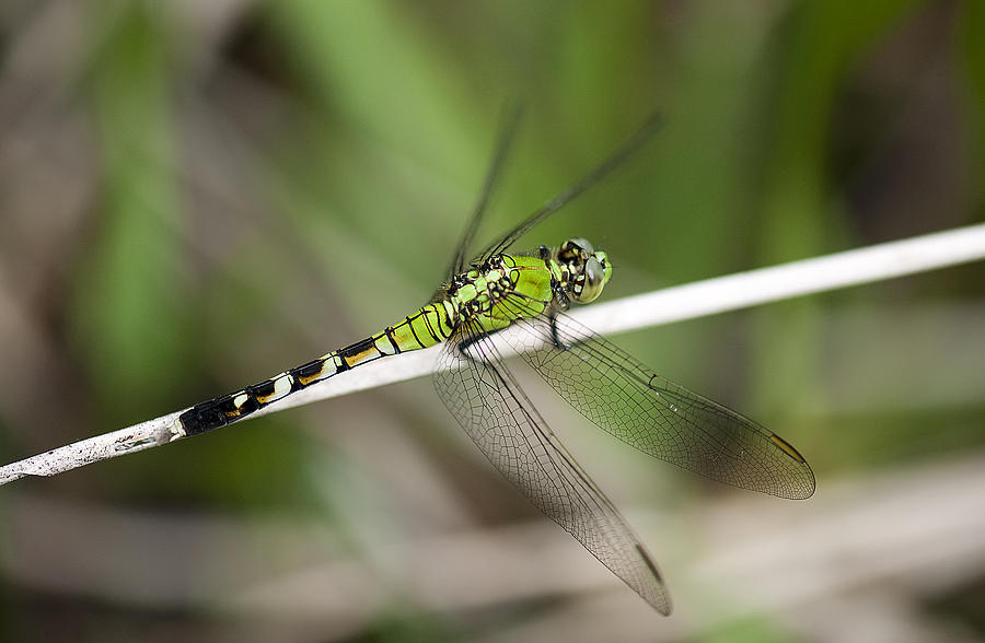 Dragonfly #3 Photograph by Gouzel -