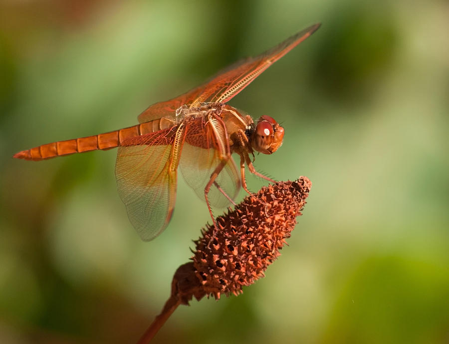Dragonfly #6 Photograph by Tam Ryan