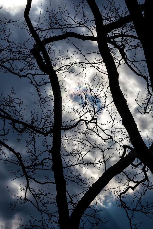 Dramatic Sky Clouds and Trees #3 Photograph by Robert Ullmann