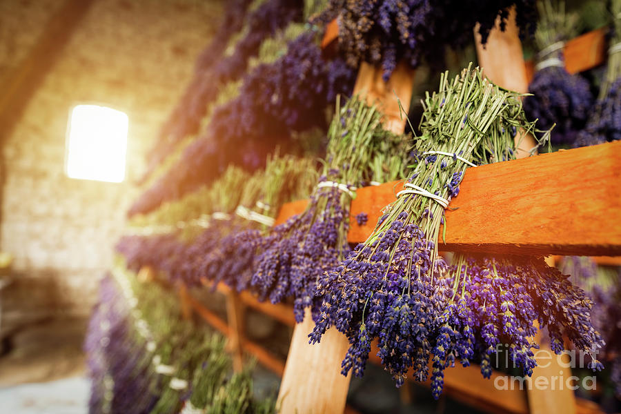 Dried bunches of lavender hanging on wooden ladders #3 Photograph by Michal Bednarek