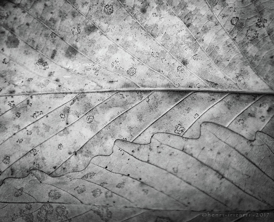 Dried Leaf #3 Photograph by Henri Irizarri