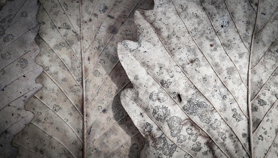 Dried Leaves #3 Photograph by Henri Irizarri