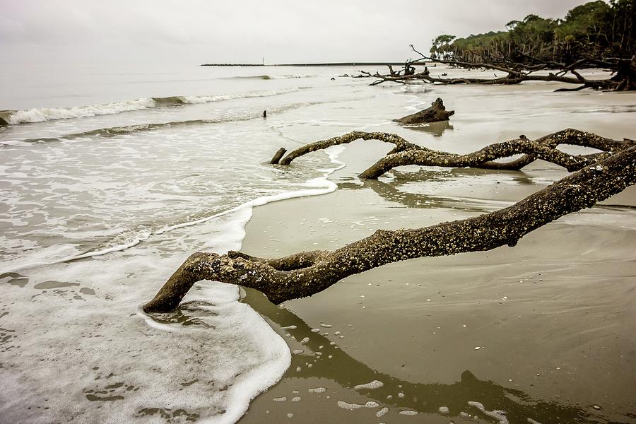 Drift Wood On Hunting Island South Carolina #3 Photograph by Alex Grichenko