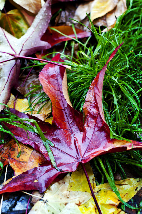 Fall Photograph - Dry Leaf Fall  #3 by Eugenio Marongiu