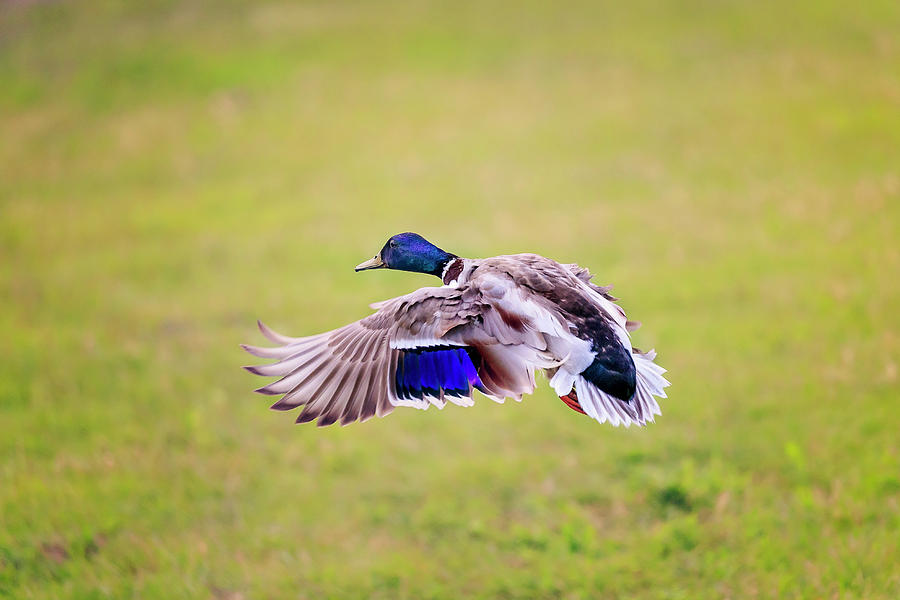 Duck-drake #3 Photograph by Peter Lakomy