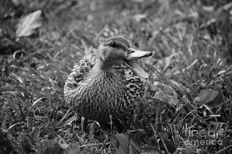 Duck #3 Photograph by FineArtRoyal Joshua Mimbs
