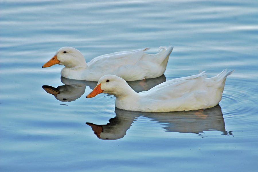 3- Ducks Photograph by Joseph Keane