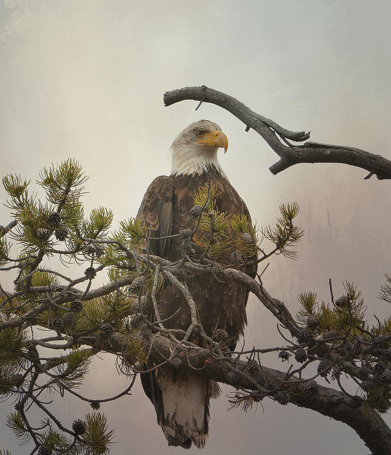 Eagle Eye #3 Photograph by Fraida Gutovich