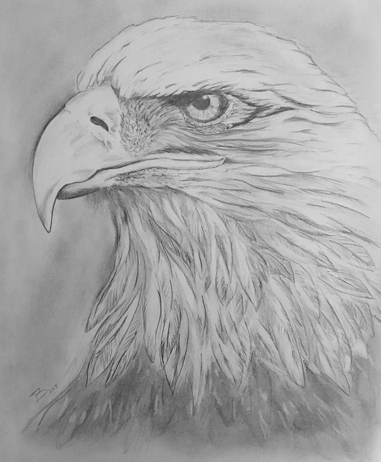 Eagle #2 Drawing by Robert Polley - Fine Art America