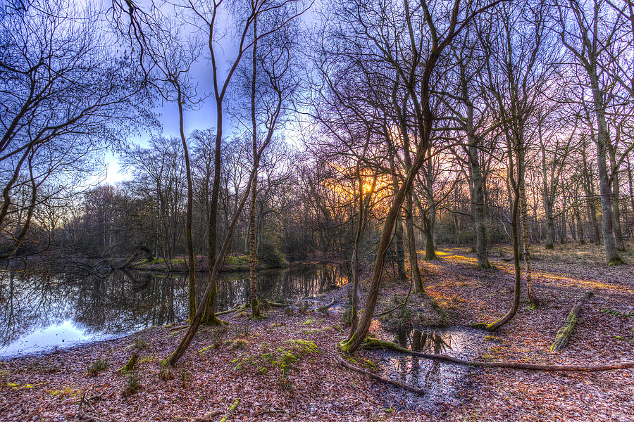 Early Morning Forest Pond #4 Photograph by David Pyatt