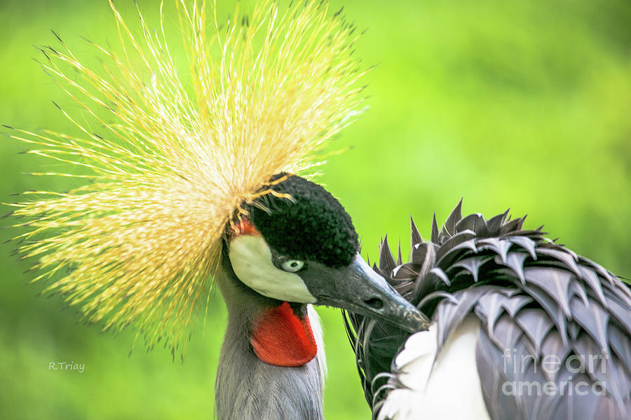 East African Crowned Crane #1 Photograph by Rene Triay FineArt Photos