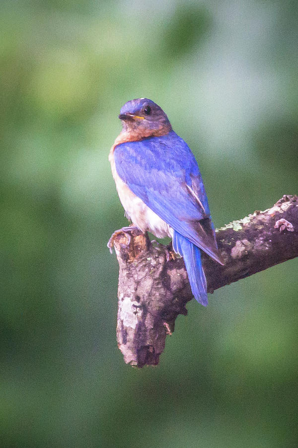 Eastern Blue Bird In The Wild #3 Photograph by Alex Grichenko