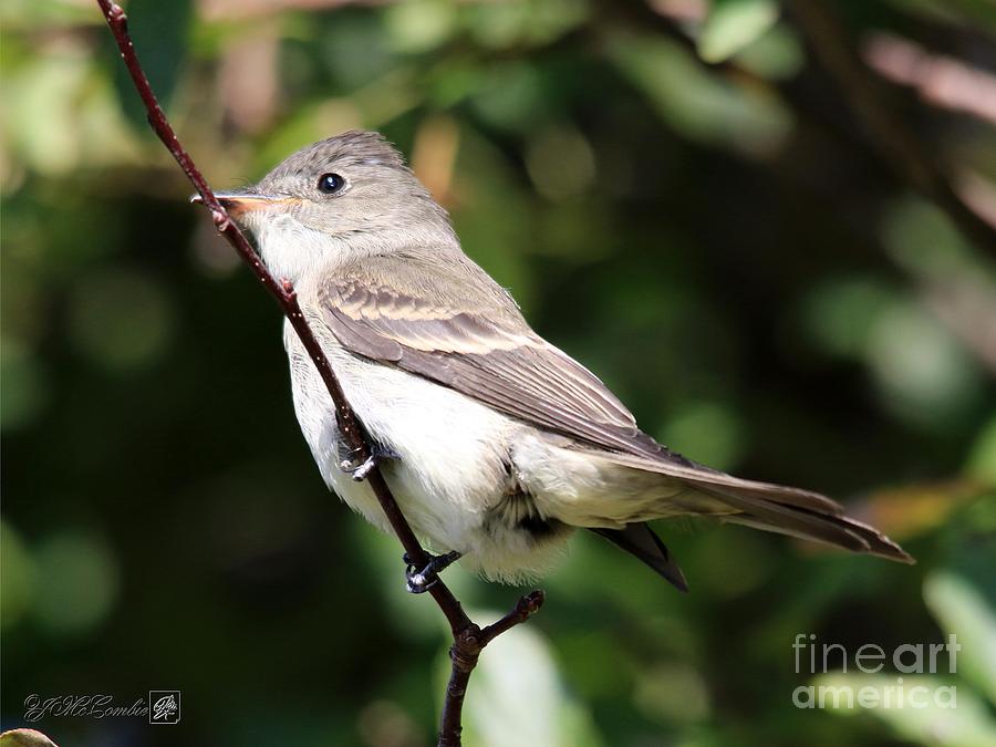Eastern Wood-Pewee #4 Photograph by J McCombie