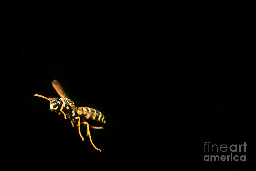 Eastern Yellow Jacket Wasp In Flight #3 Photograph by Ted Kinsman