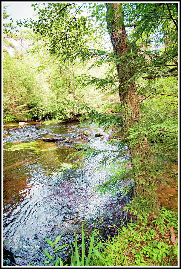 Ecology, Lotic, Stream Ecosystem, Pocono Mountains #3 Photograph by A Macarthur Gurmankin
