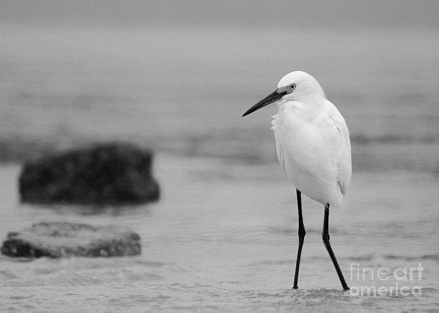 Egret in Black and White #3 Photograph by Angela Rath