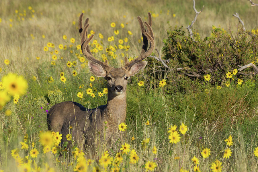 Eight Point Buck In The Grass Lands Of The Great Sand Dunes Photograph