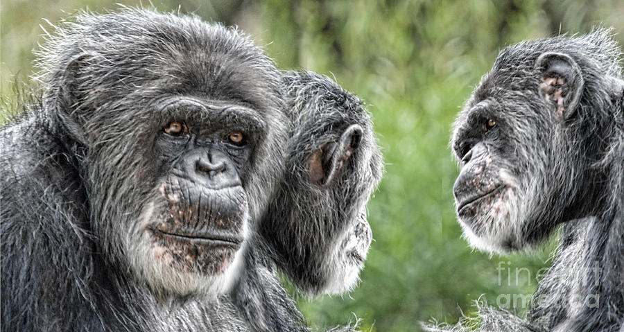 Wildlife Photograph - 3 Elderly Chimps Bonding by Jim Fitzpatrick