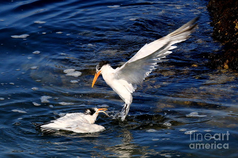 Elegant Tern #4 Photograph by Craig Corwin - Fine Art America