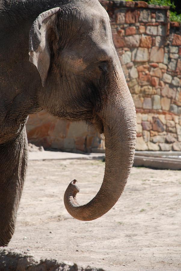 Elephant Portrait Photograph by Kenny Glover