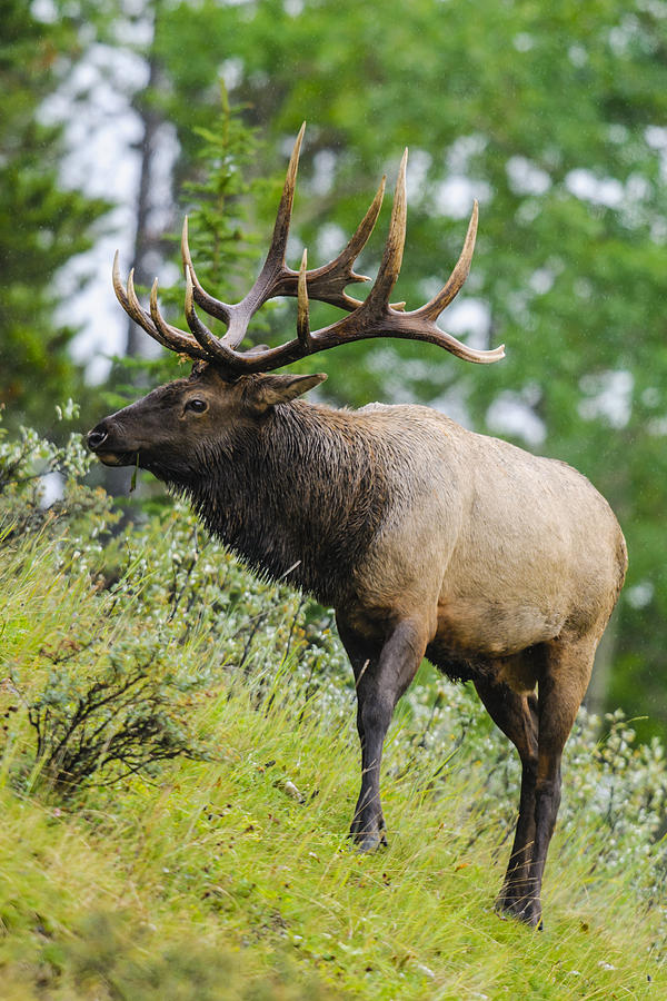 Elk Photograph