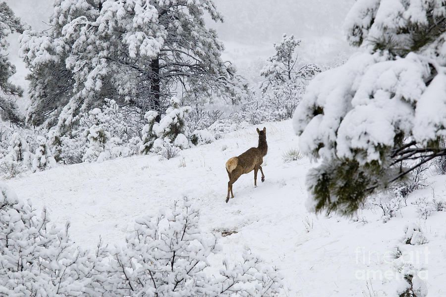 Elk In Deep Snow In The Pike National Forest Photograph