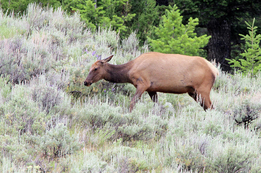 Elk Yellowstone USA #3 Photograph by Bob Savage