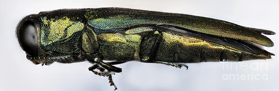 Emerald Ash Borer #3 Photograph by Macroscopic Solutions