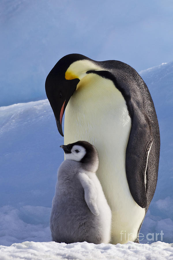 Emperor Penguin And Chick Photograph By Jean Louis Klein Marie Luce Hubert Fine Art America