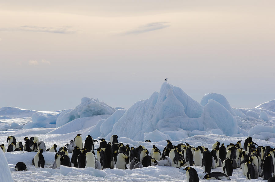 Emperor Penguin Aptenodytes Forsteri Photograph by Daisy Gilardini