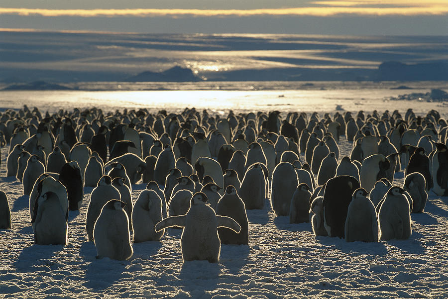 Emperor Penguin Aptenodytes Forsteri Photograph by Pete Oxford