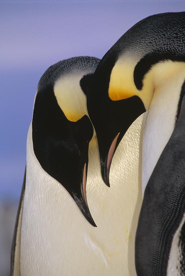 Emperor Penguin Aptenodytes Forsteri Photograph by Tui De Roy