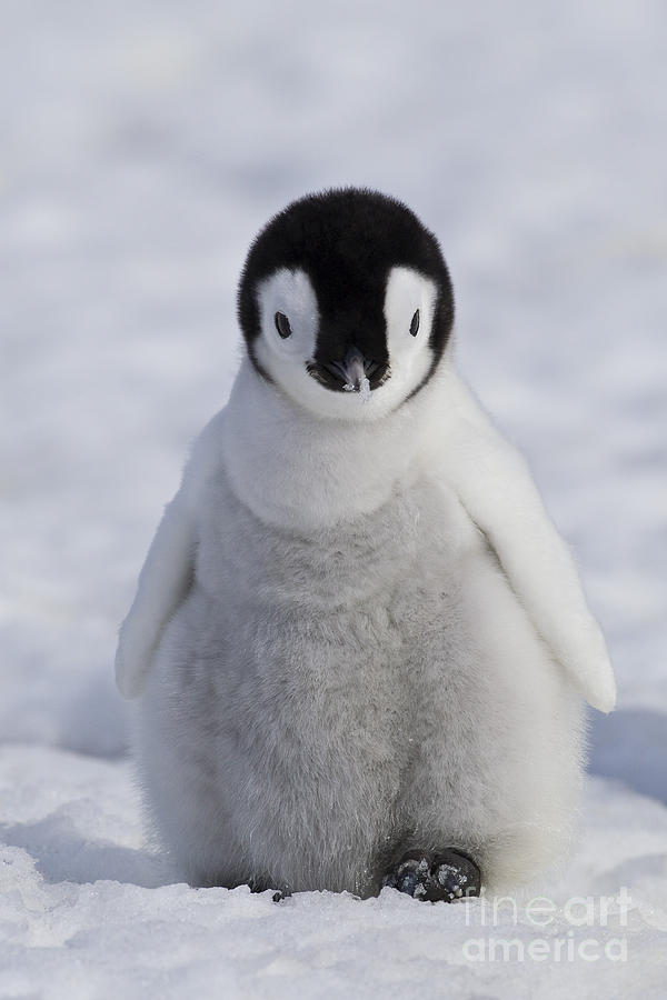 Emperor Penguin Chick Photograph by Jean-Louis Klein & Marie-Luce Hubert
