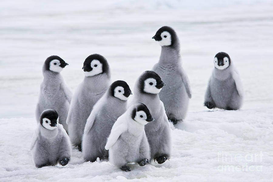 Emperor Penguin Chicks Photograph By Jean Louis Klein Marie Luce Hubert Pixels