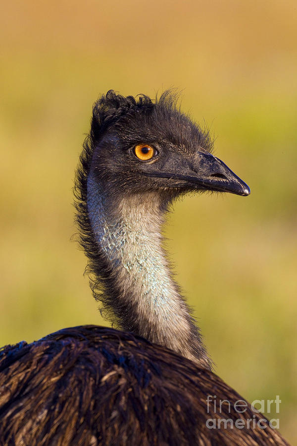 Emu #3 Photograph by B.G. Thomson