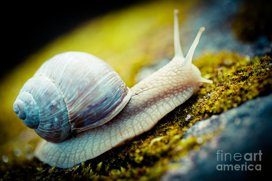 Escargot snail artmif.lv Photograph by Raimond Klavins