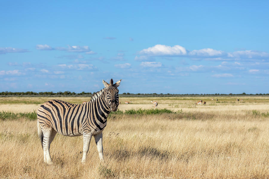 Zebra Photograph - Etosha - Namibia #3 by Joana Kruse